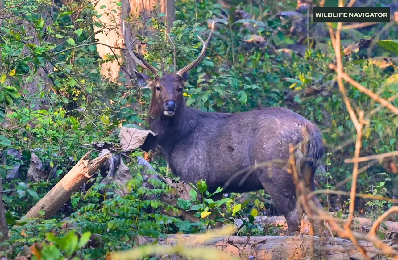 Sambar Deer