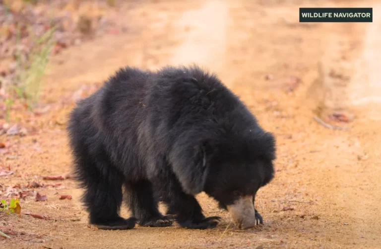 Sloth Bear