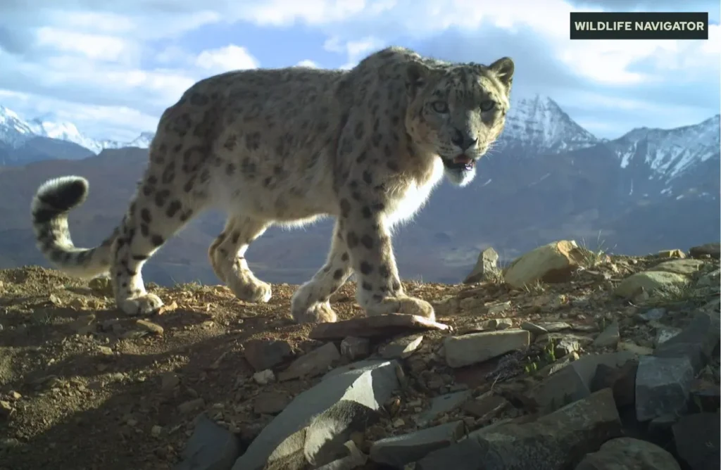 Snow Leopard