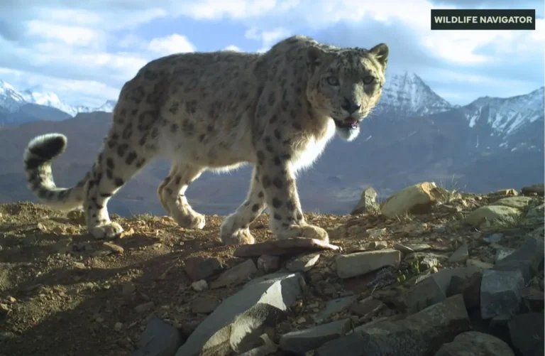 Snow Leopard