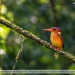 Sulawesi Dwarf Kingfisher