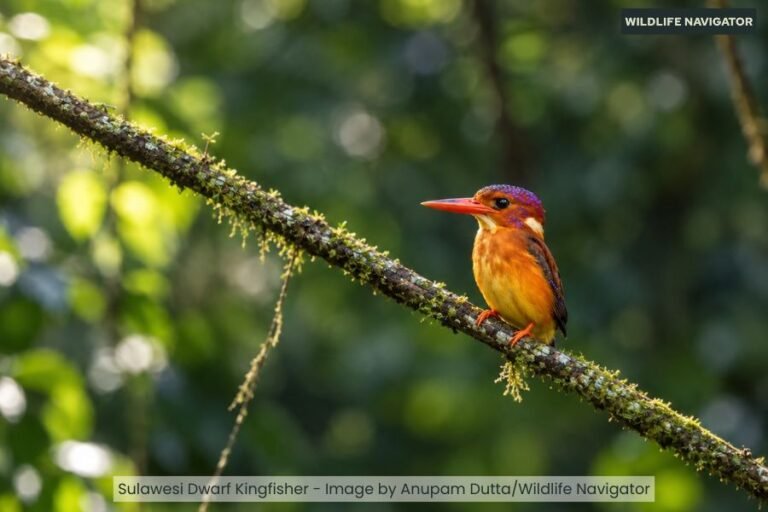 Notable Dwarf Kingfisher Species Found Across the Globe