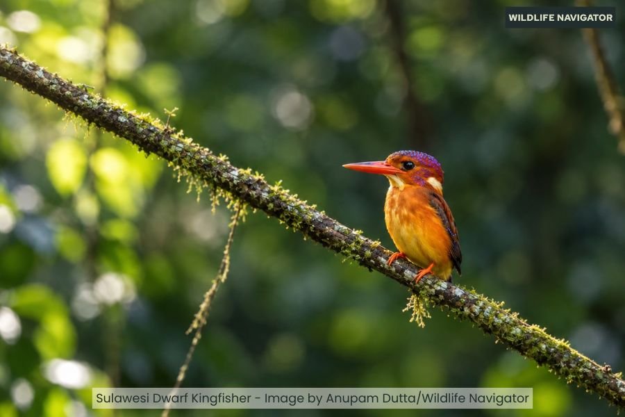 Sulawesi Dwarf Kingfisher