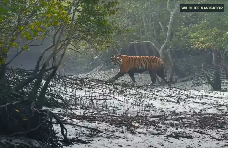 Sundarbans National Park