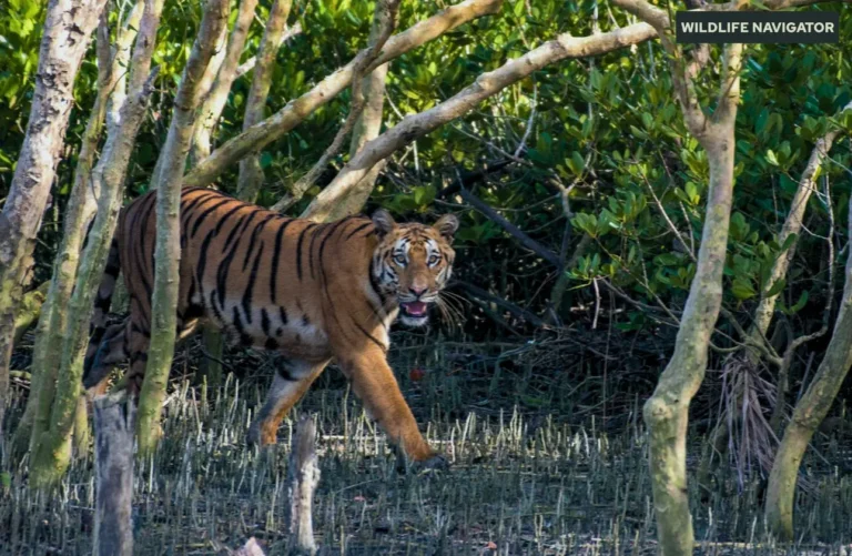 Sundarbans Tiger Reserve
