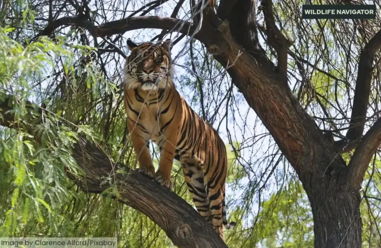 Can Tigers Climb Trees? The Truth About Tiger Climbing Ability