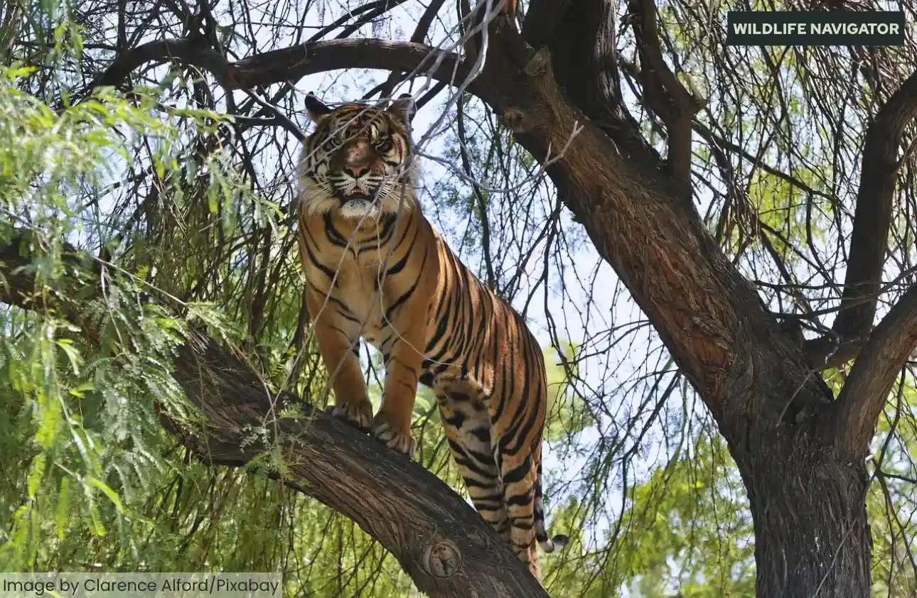 Tiger Climbed on Tree