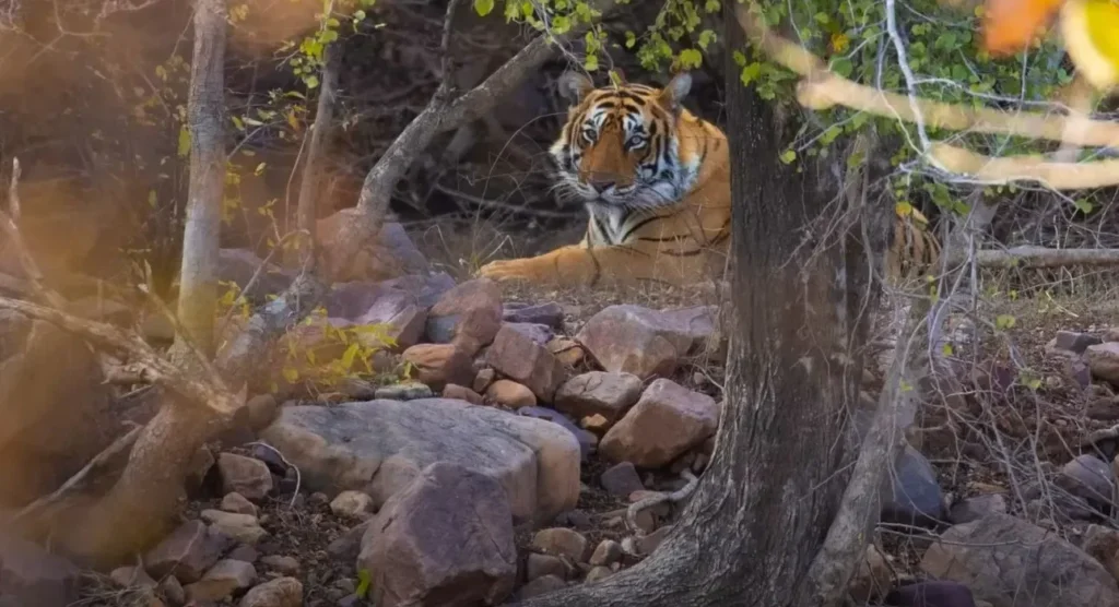 Tiger wln e1780820369861