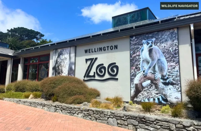 Wellington Zoo, New Zealand