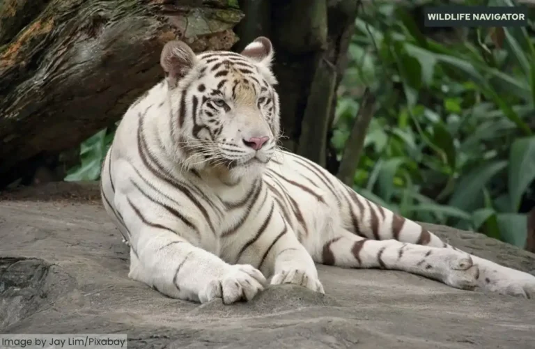 Why Are White Tigers Rare? Genetics, History & Fascinating Facts Explained
