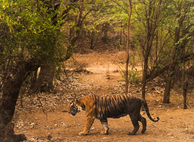 A Bengal tiger walking through dense forest in Ranthambore, India.