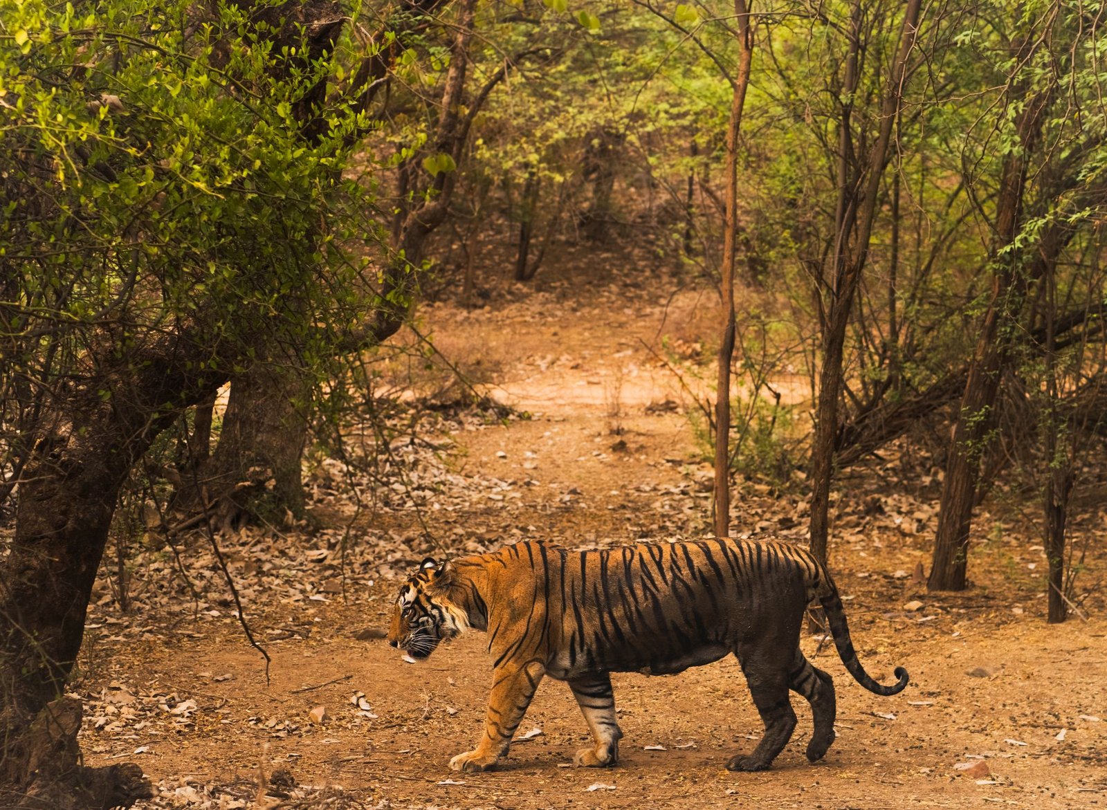A Bengal tiger walking through dense forest in Ranthambore, India.
