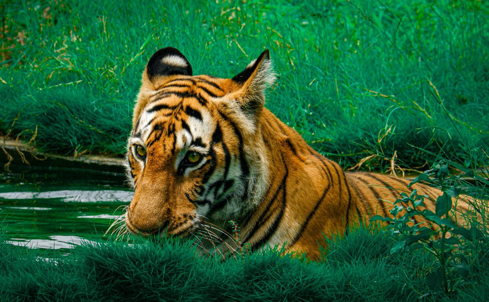 A close-up of a majestic tiger relaxing by a pond in lush greenery, showcasing its wild beauty.
