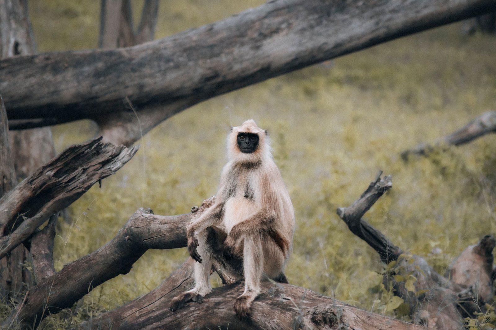 A gray langur (Semnopithecus) sits on a log in a forest, showcasing its serene wildlife habitat.