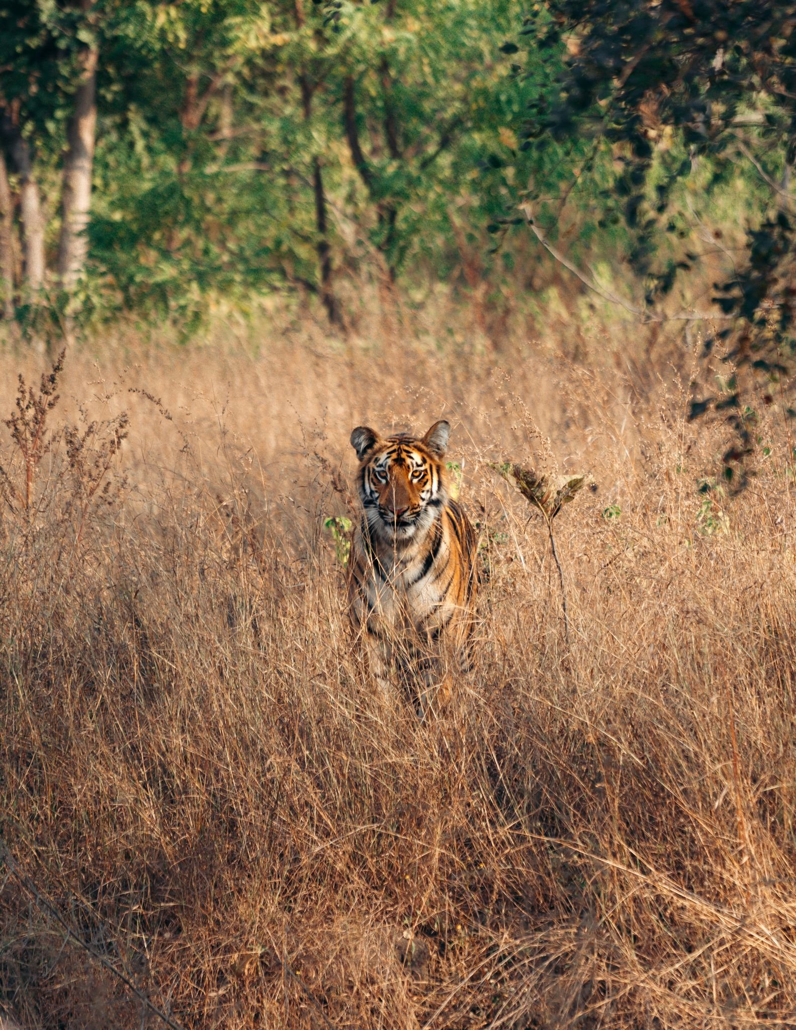 A powerful tiger standing in tall, golden grass amidst a forest wilderness setting.
