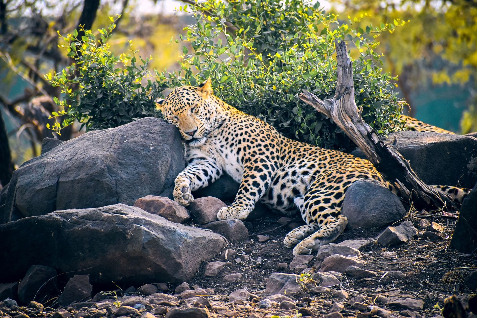 A serene leopard lounging on rocks, showcasing its natural beauty in the wild.