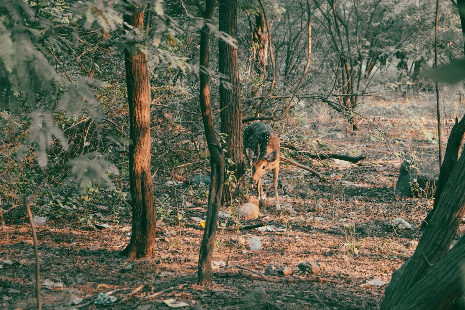 A spotted deer grazes peacefully in a sunlit forest, surrounded by lush trees.