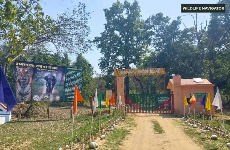 Amangarh Tiger Reserve