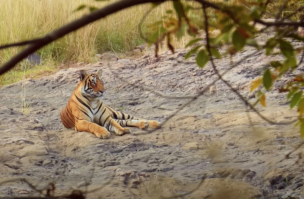 Bengal Tiger Sitting In Its Natural Habitat.