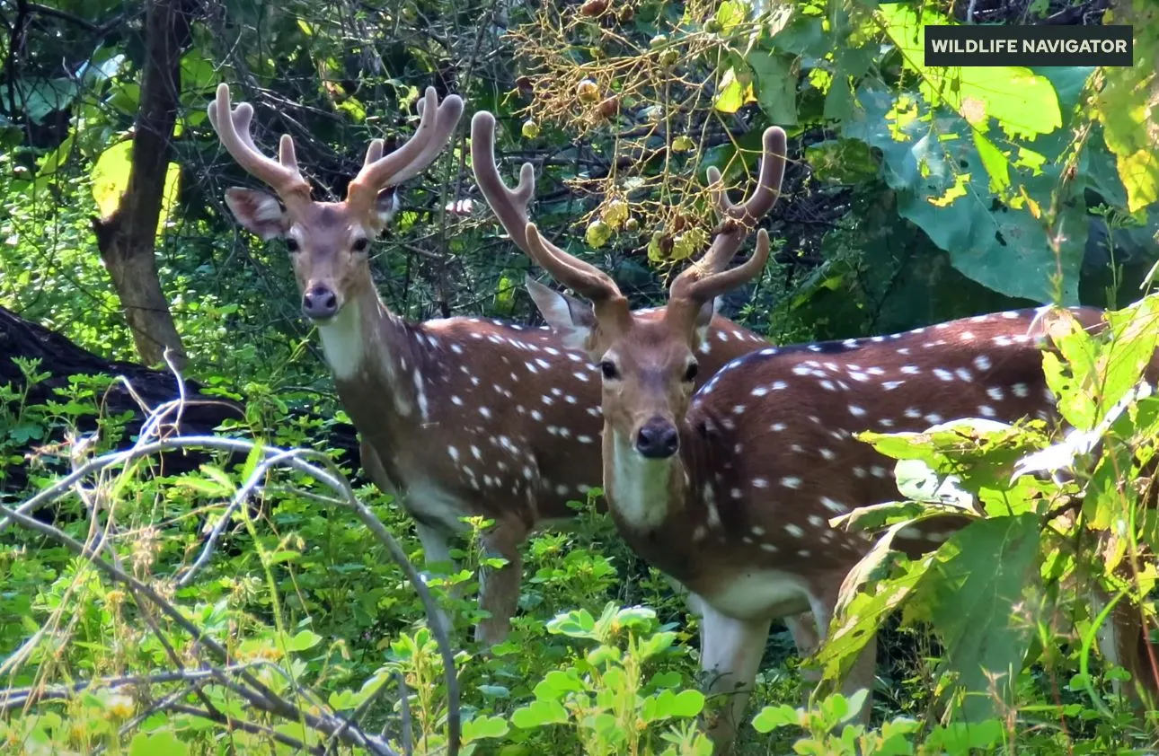 Chital also known as Spotted Dear.