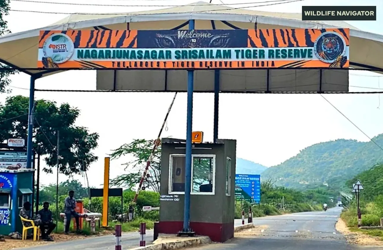 Nagarjunsagar Srisailam Tiger Reserve