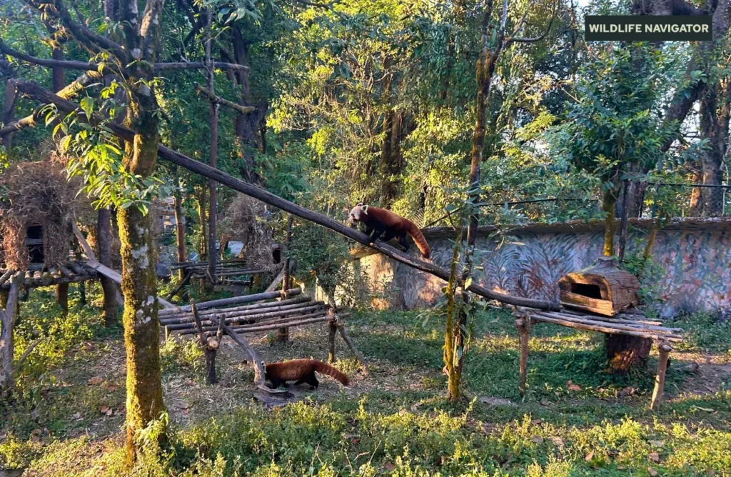 Red Panda