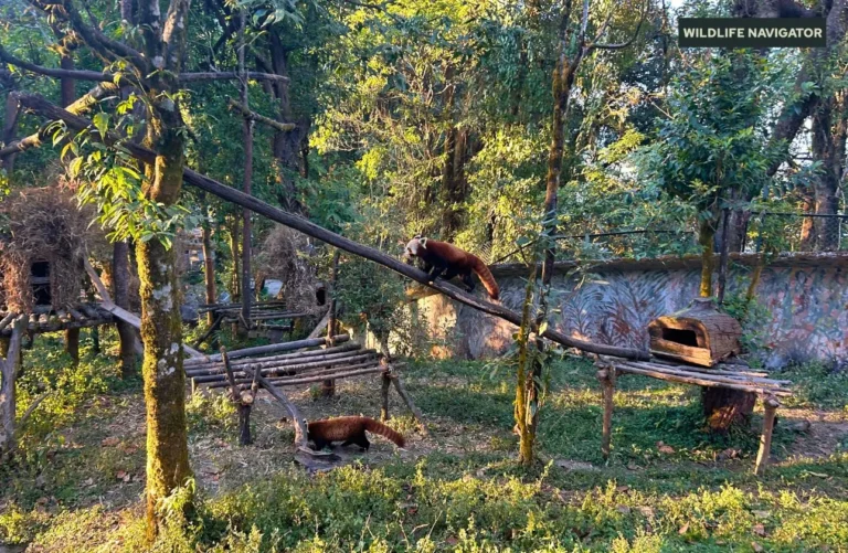 Red Panda