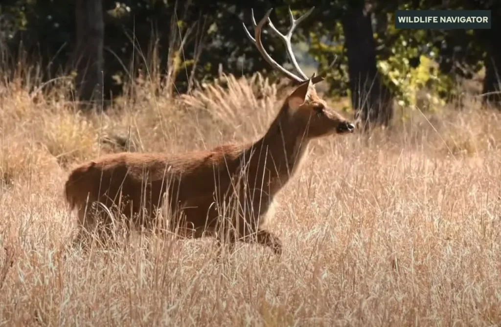 Swamp Deer