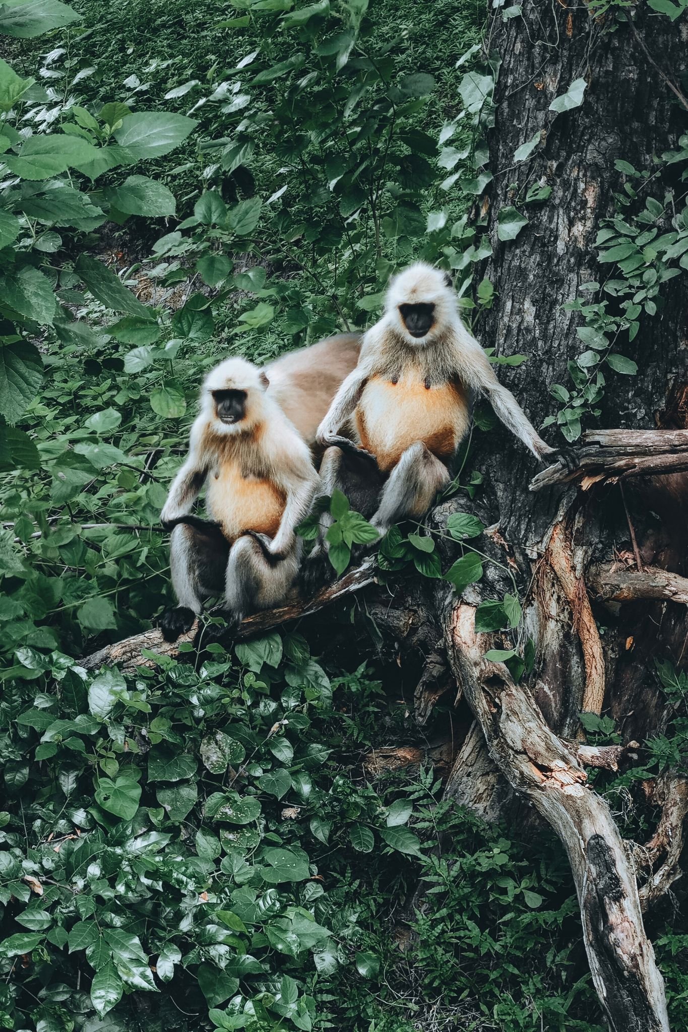 Two Gray Langurs sitting on a tree branch in a lush green forest, showcasing their natural habitat.